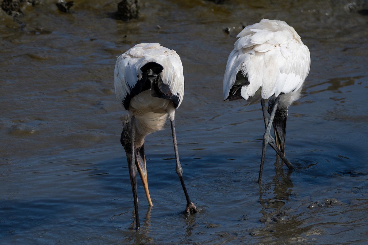 Wood Stork - ML643347058
