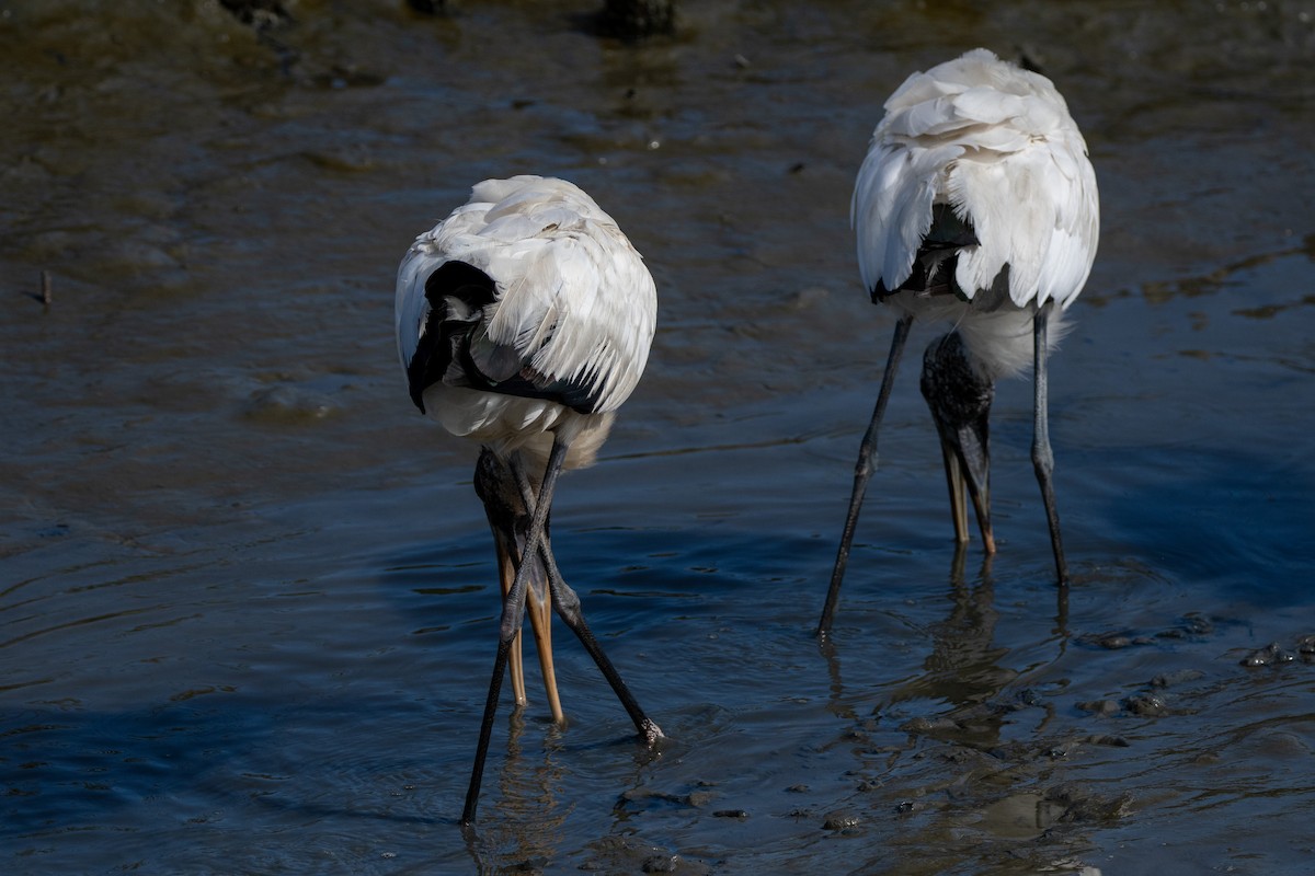 Wood Stork - ML643347059