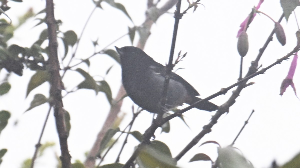 Gray-bellied Flowerpiercer - ML643347080