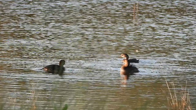 potápka americká - ML643347097