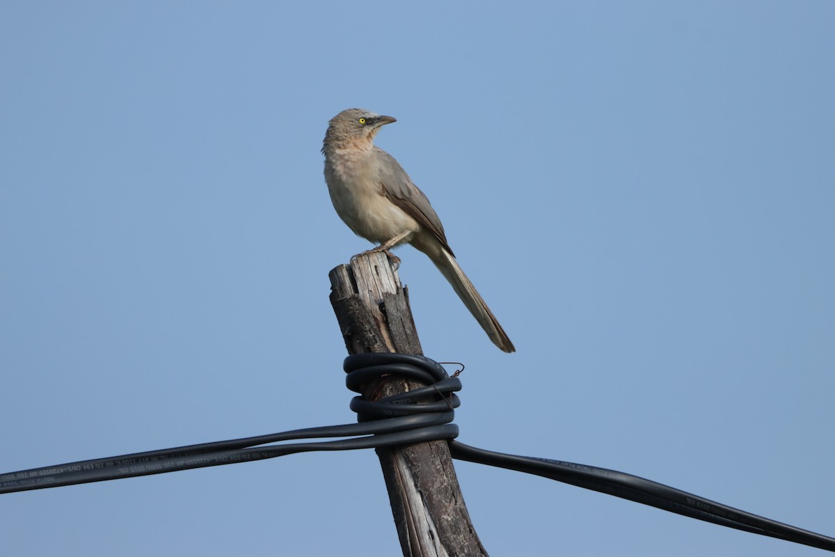 Кратеропа сіра - ML643347112