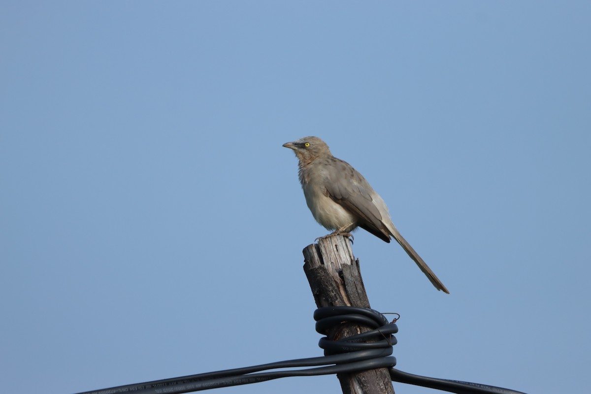 Кратеропа сіра - ML643347113