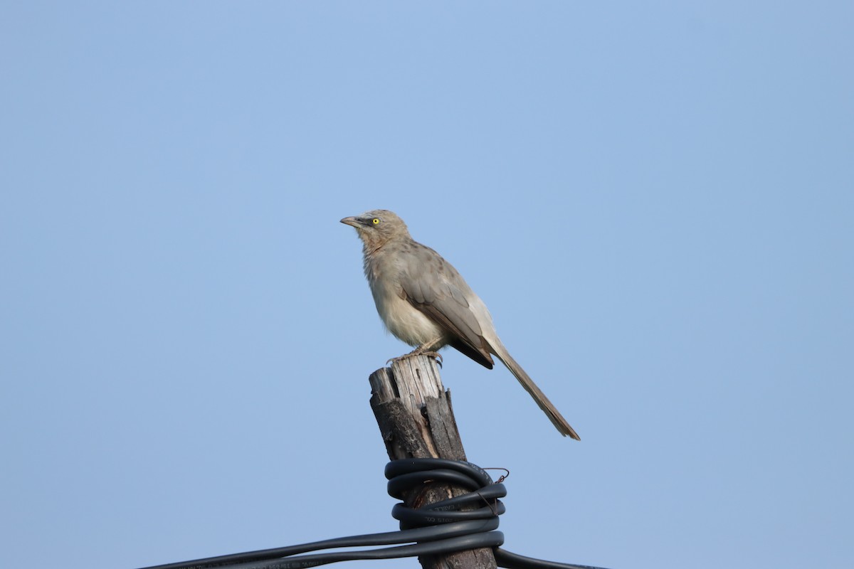 Кратеропа сіра - ML643347114