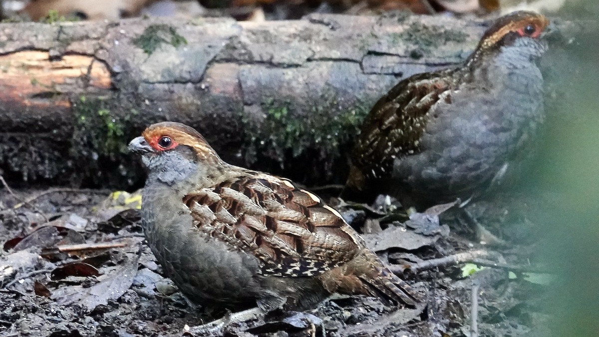 Spot-winged Wood-Quail - ML643347117