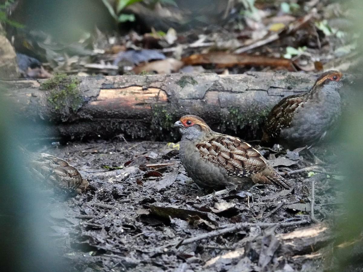 Spot-winged Wood-Quail - ML643347118