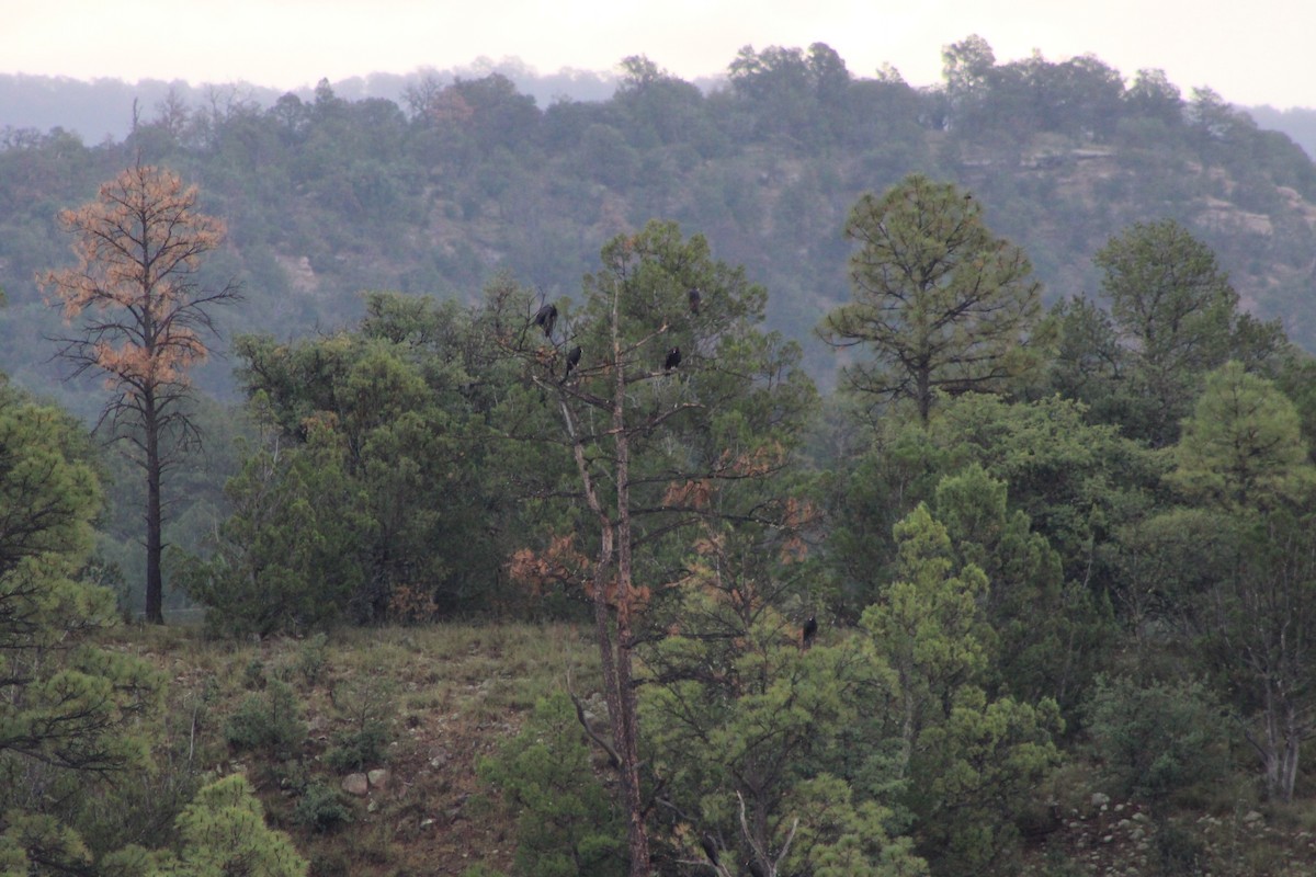 Turkey Vulture - ML643347119