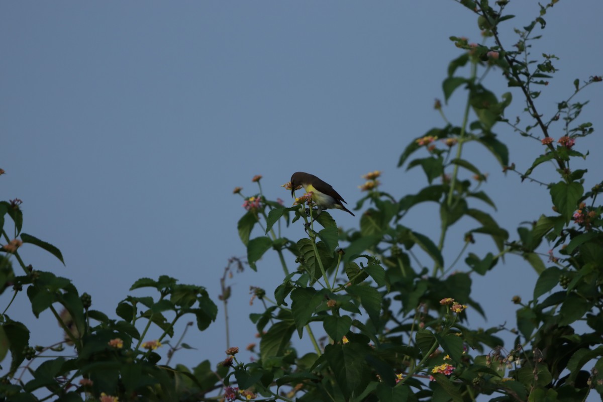 Purple-rumped Sunbird - ML643347127