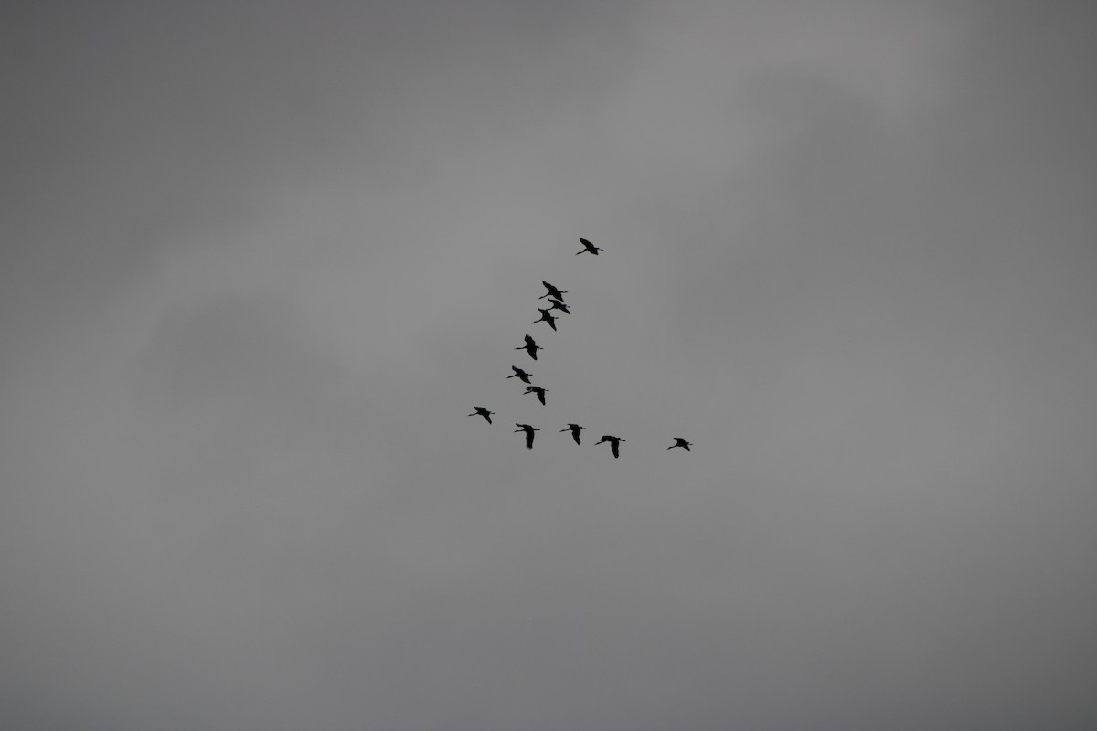 Sandhill Crane - ML643347140