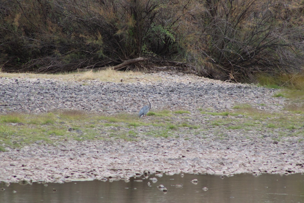 Great Blue Heron - ML643347154