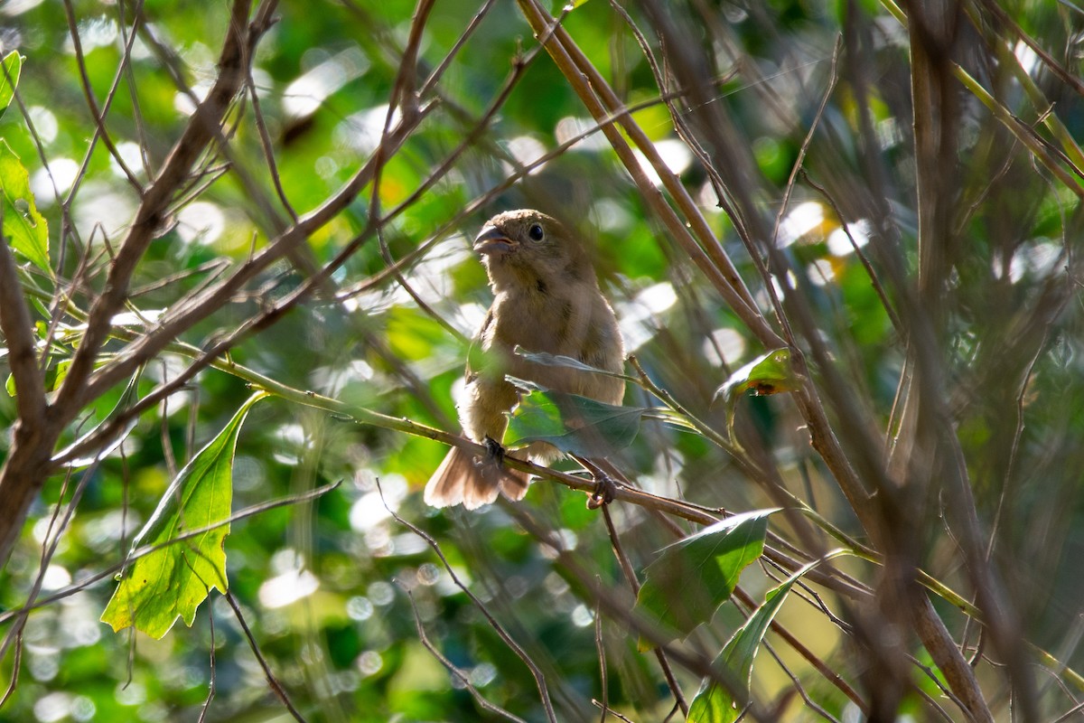 Painted Bunting - ML643347161