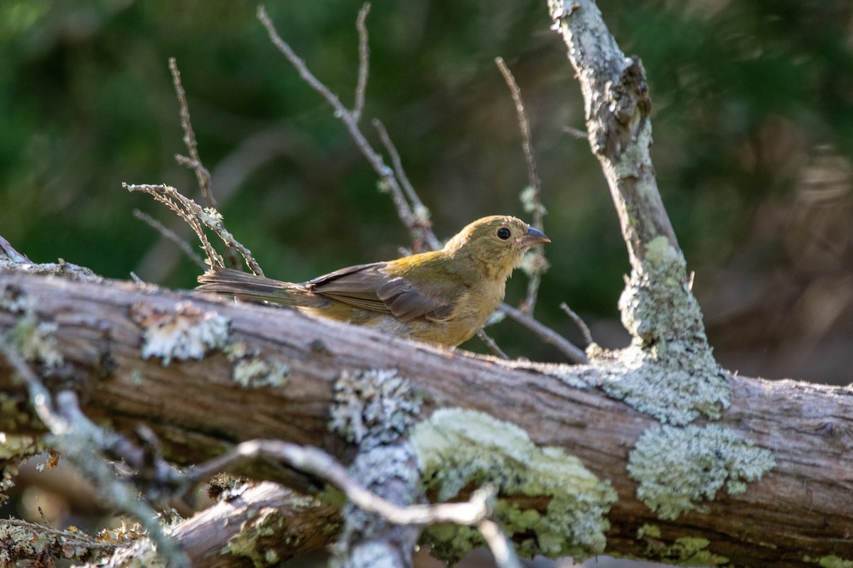 Painted Bunting - ML643347162