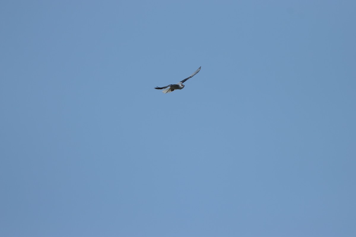 Шуліка чорноплечий - ML643347172