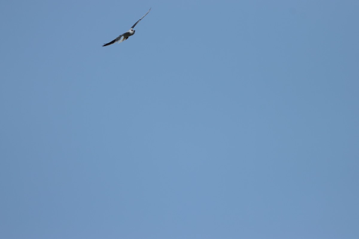 Шуліка чорноплечий - ML643347173