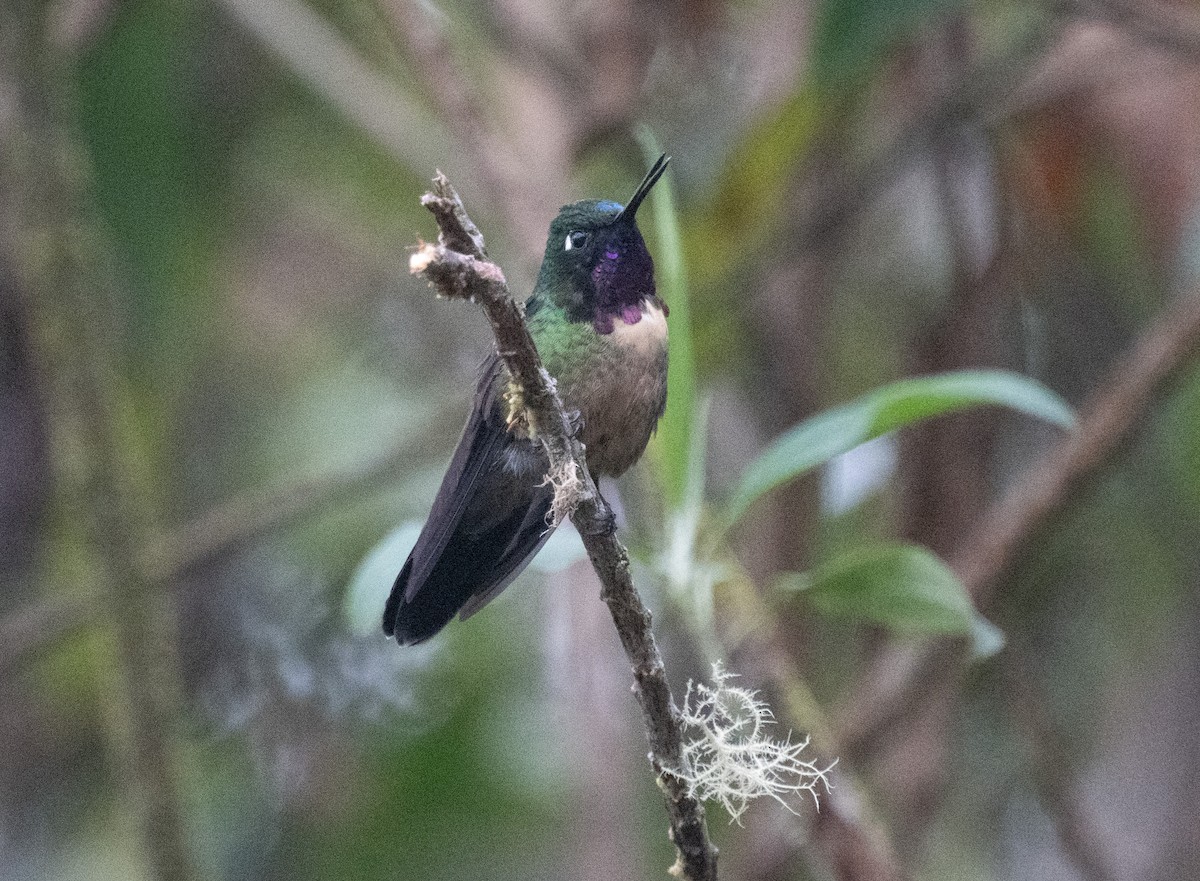 Amethyst-throated Sunangel - ML643347182