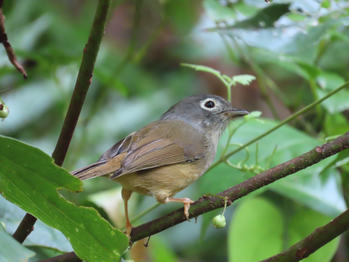 Morrison's Fulvetta - ML643347184