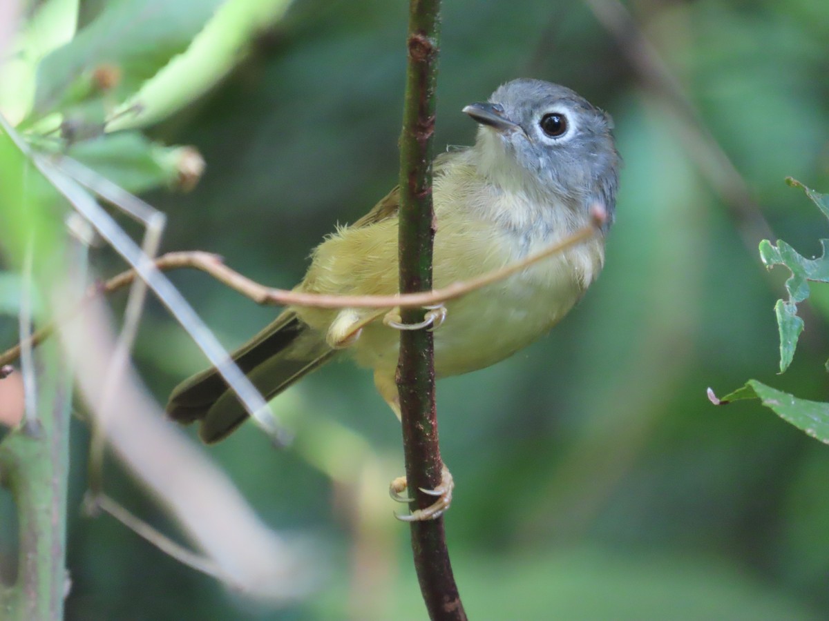Morrison's Fulvetta - ML643347185