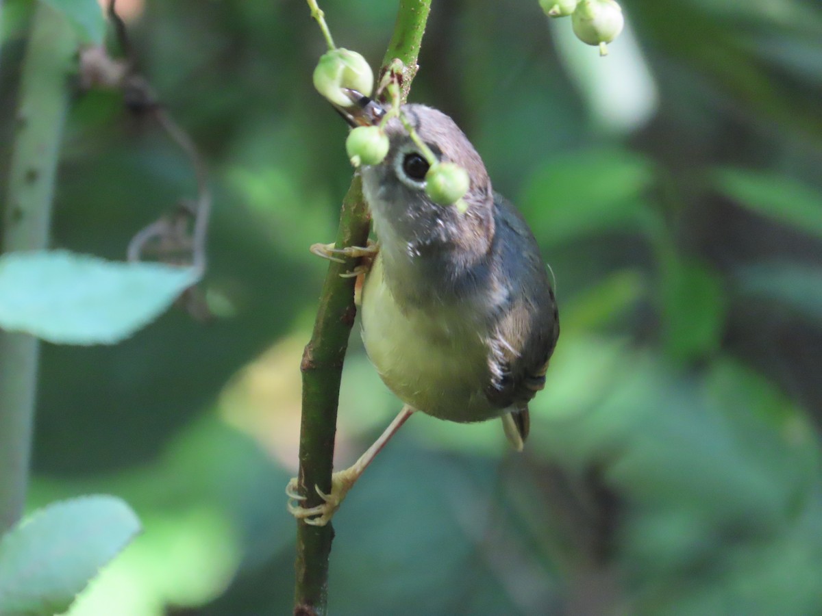 Morrison's Fulvetta - ML643347186