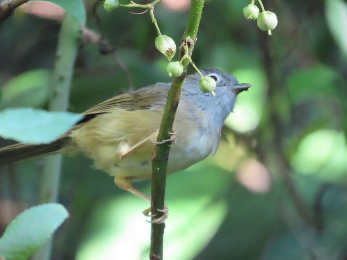 Morrison's Fulvetta - ML643347187