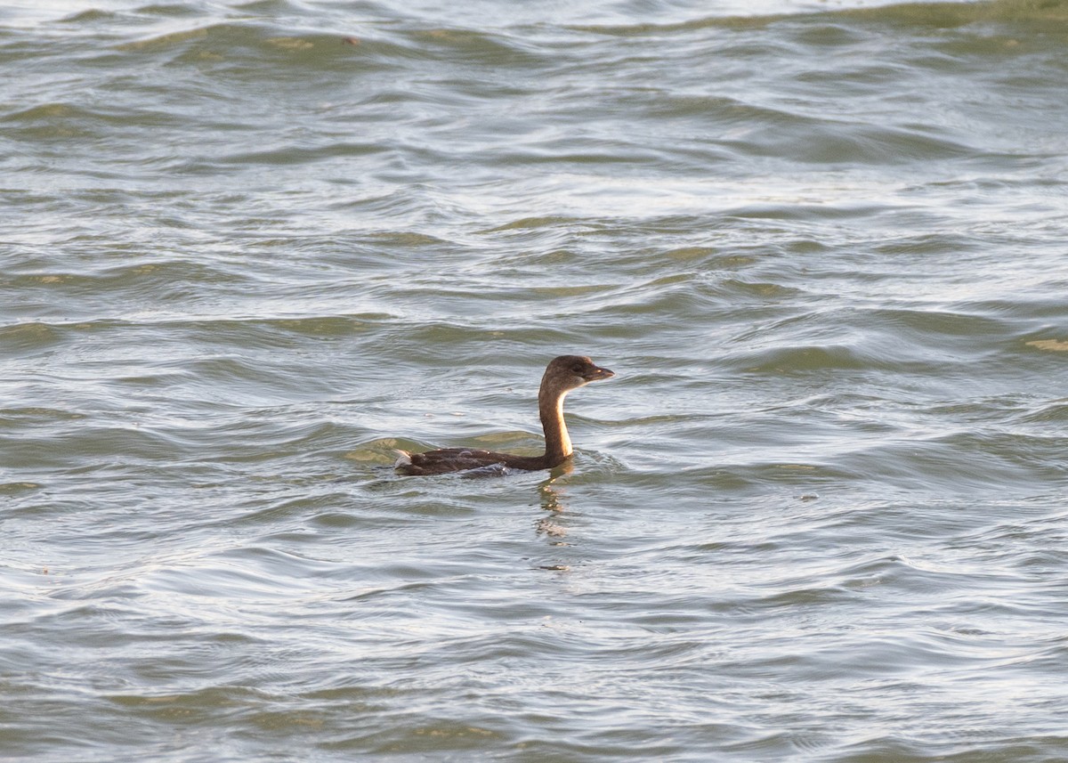 Pied-billed Grebe - ML643347190