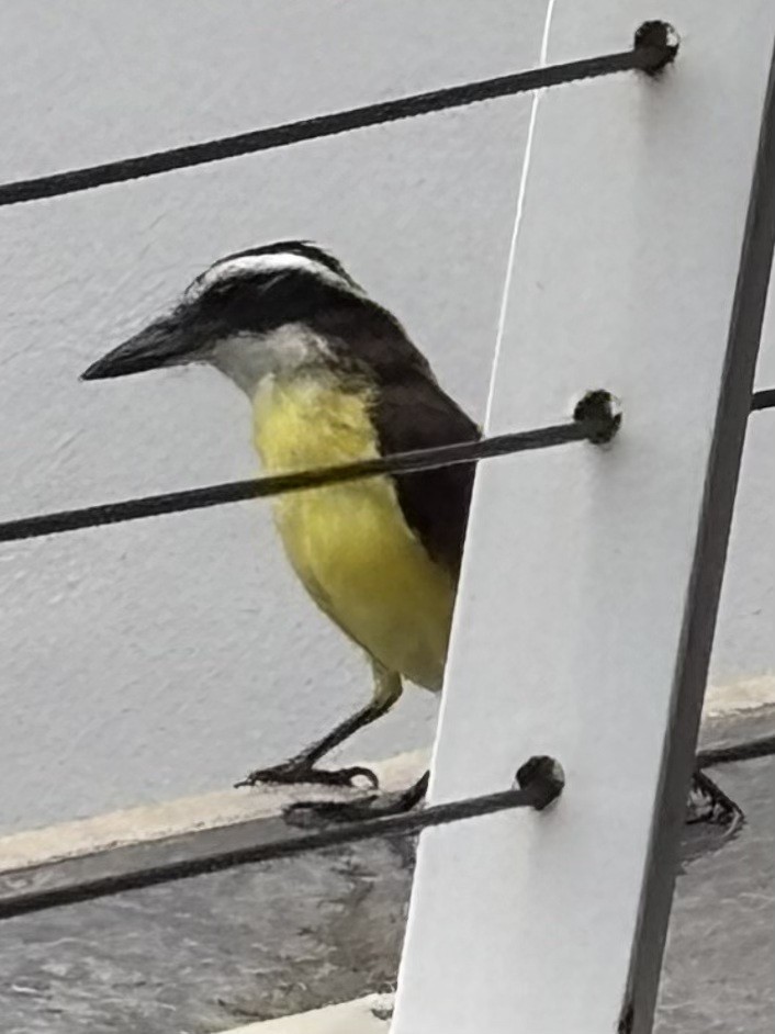 Great Kiskadee - ML643347202