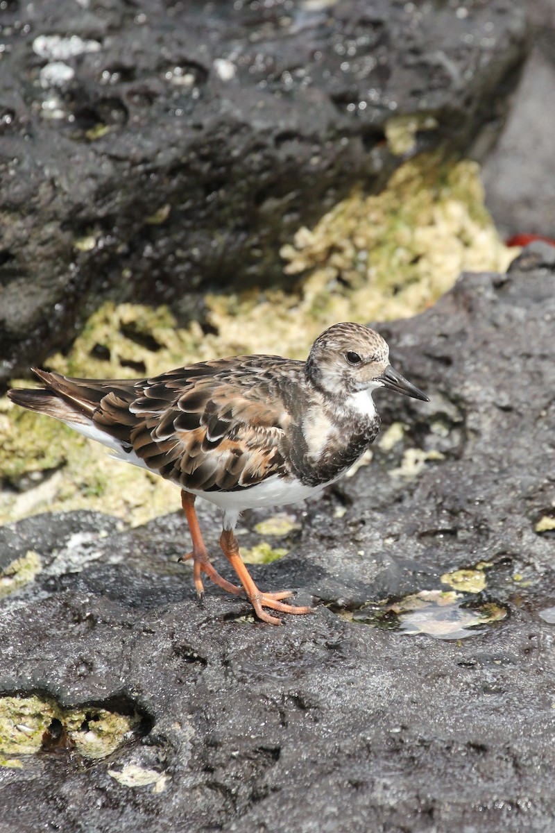 Ruddy Turnstone - ML643347203