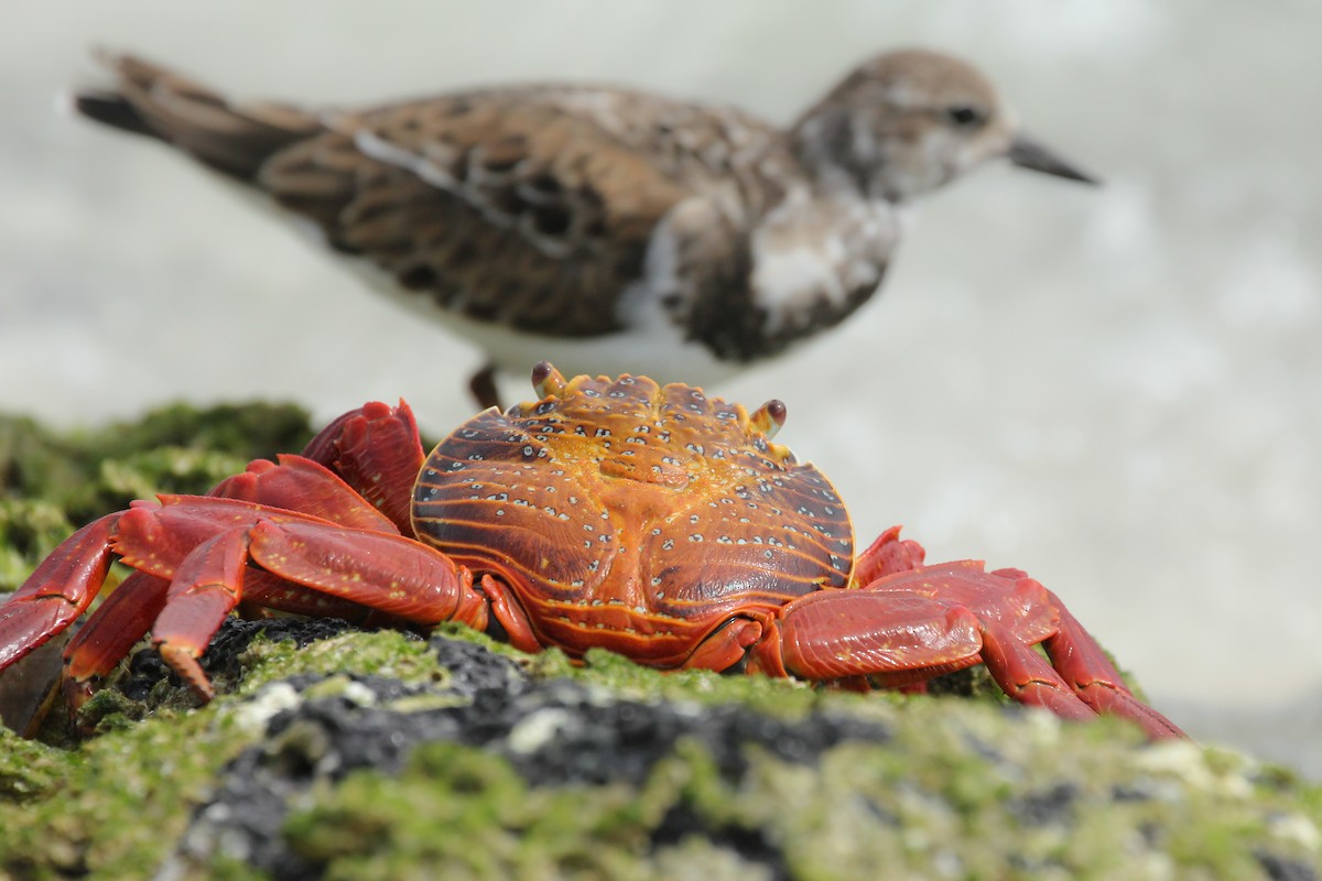 Ruddy Turnstone - ML643347208