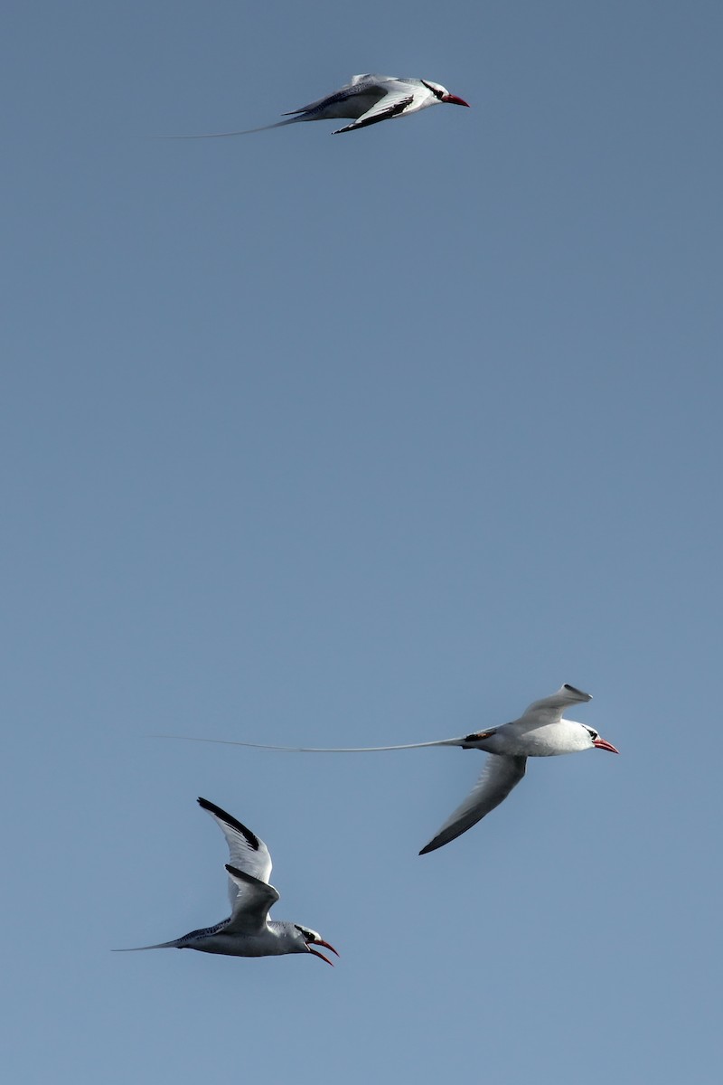 Red-billed Tropicbird - ML643347215