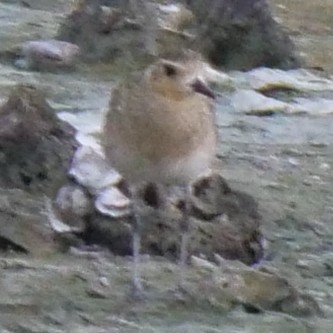 Pacific Golden-Plover - ML643347220