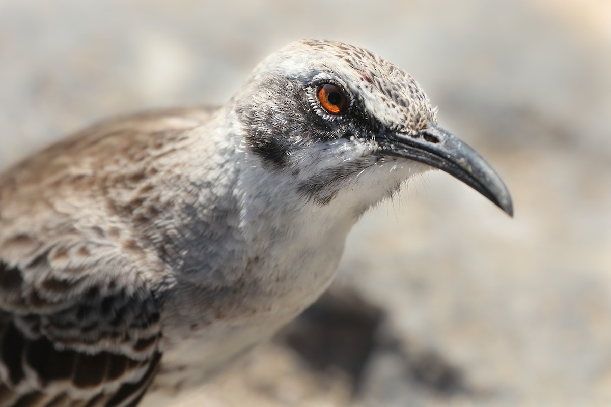 Española Mockingbird - ML643347236