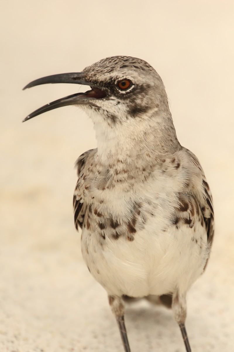 Española Mockingbird - ML643347239