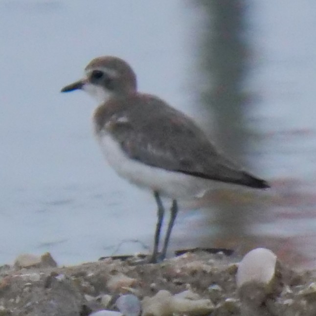 Tibetan Sand-Plover - ML643347240