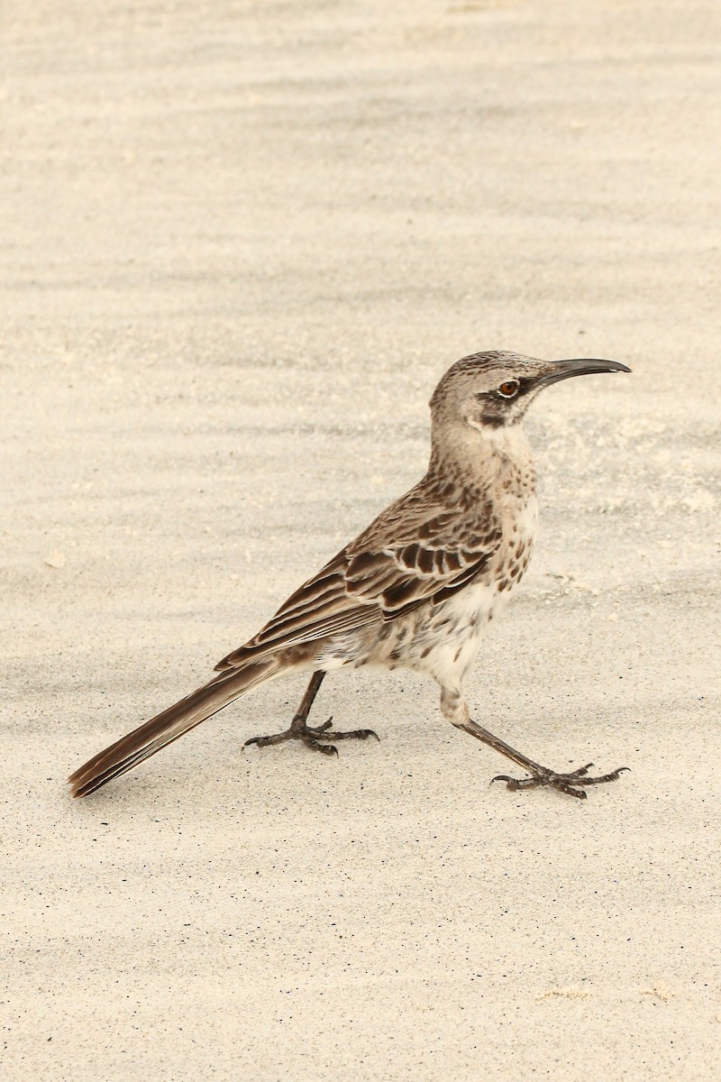 Española Mockingbird - ML643347242