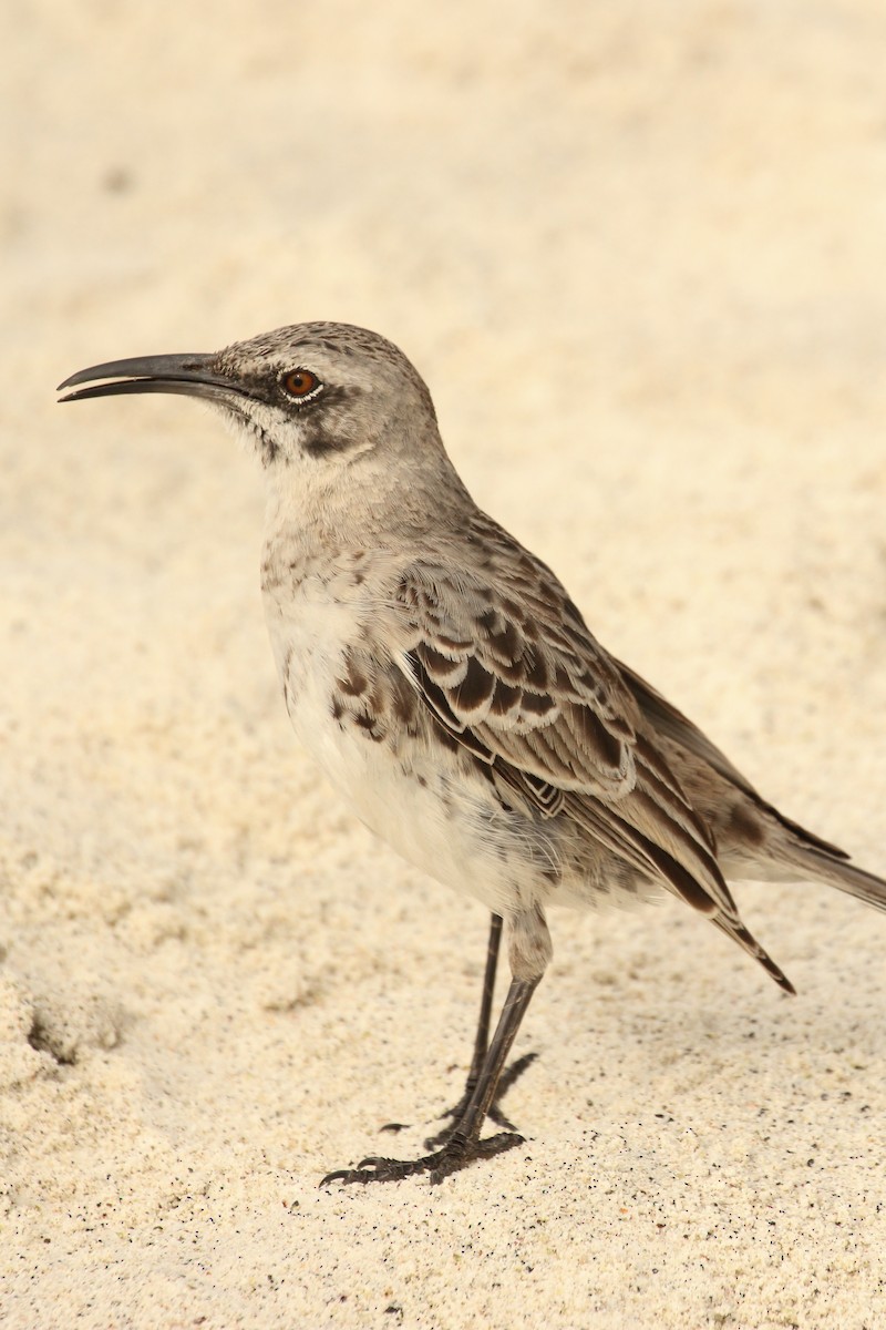 Española Mockingbird - ML643347243