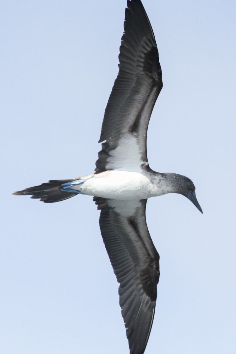Blue-footed Booby - ML643347248