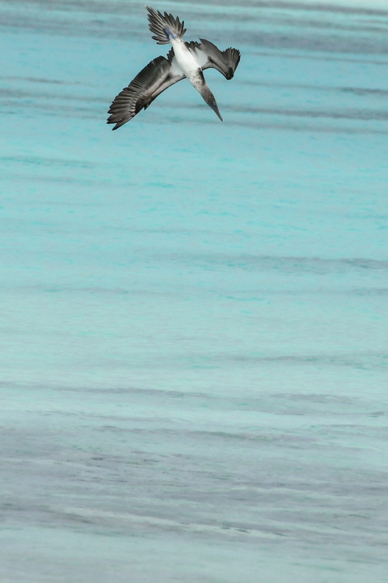 Blue-footed Booby - ML643347249