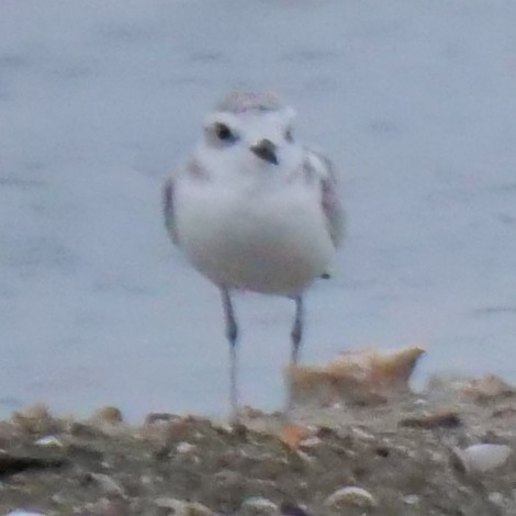 White-faced Plover - ML643347256