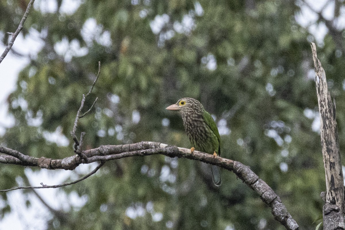 Lineated Barbet - ML643347259