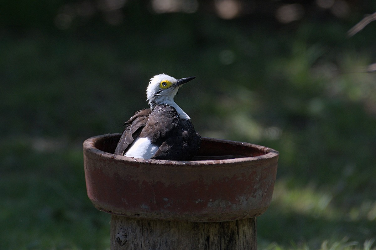 White Woodpecker - ML643347261