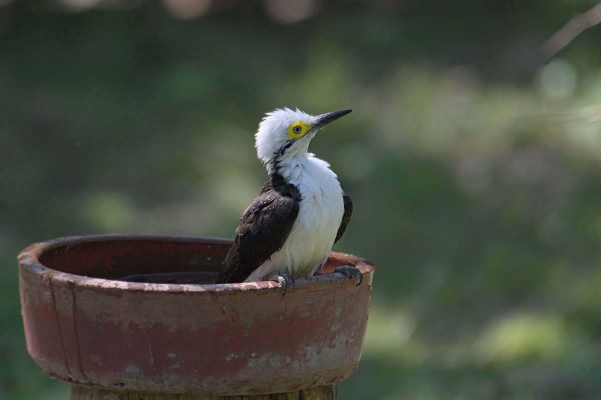 White Woodpecker - ML643347262