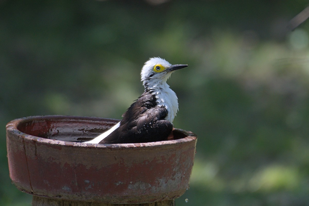 White Woodpecker - ML643347263