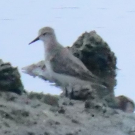 Red-necked Stint - ML643347269