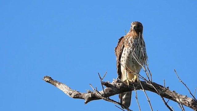 káně páskovaná - ML643347272