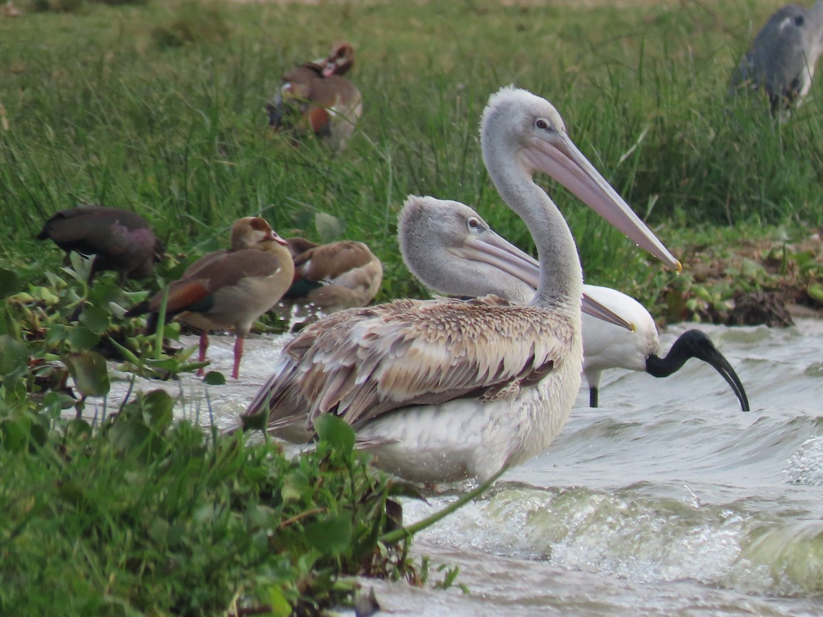 Pink-backed Pelican - ML643347288