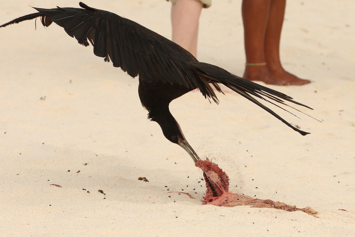 Magnificent Frigatebird - ML643347310