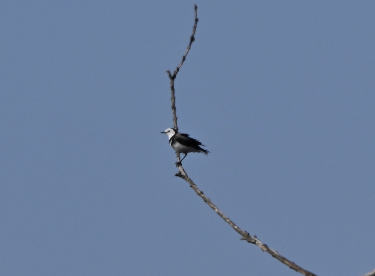 White-fronted Chat - ML643347312