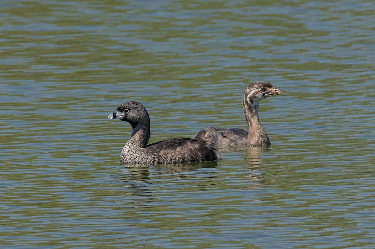 Pied-billed Grebe - ML643347322
