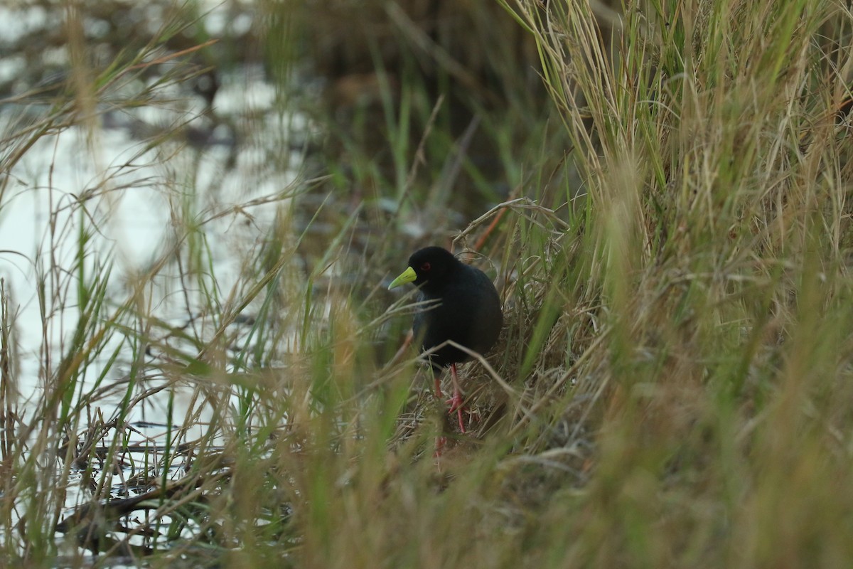 Black Crake - ML643347335