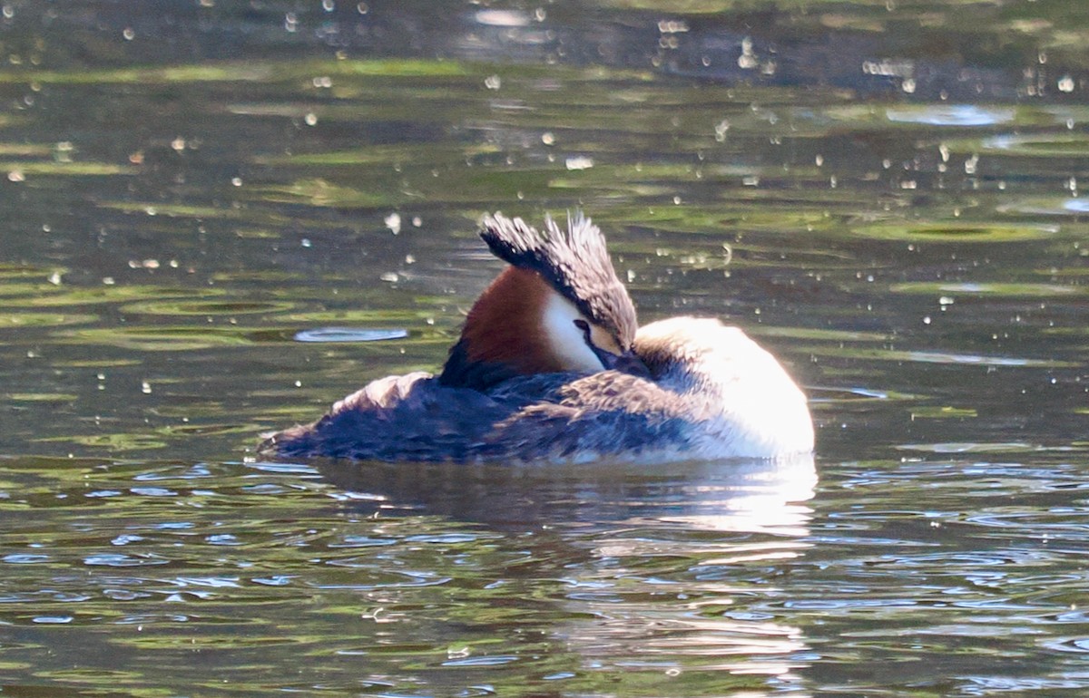 Australasian Grebe - ML643347339