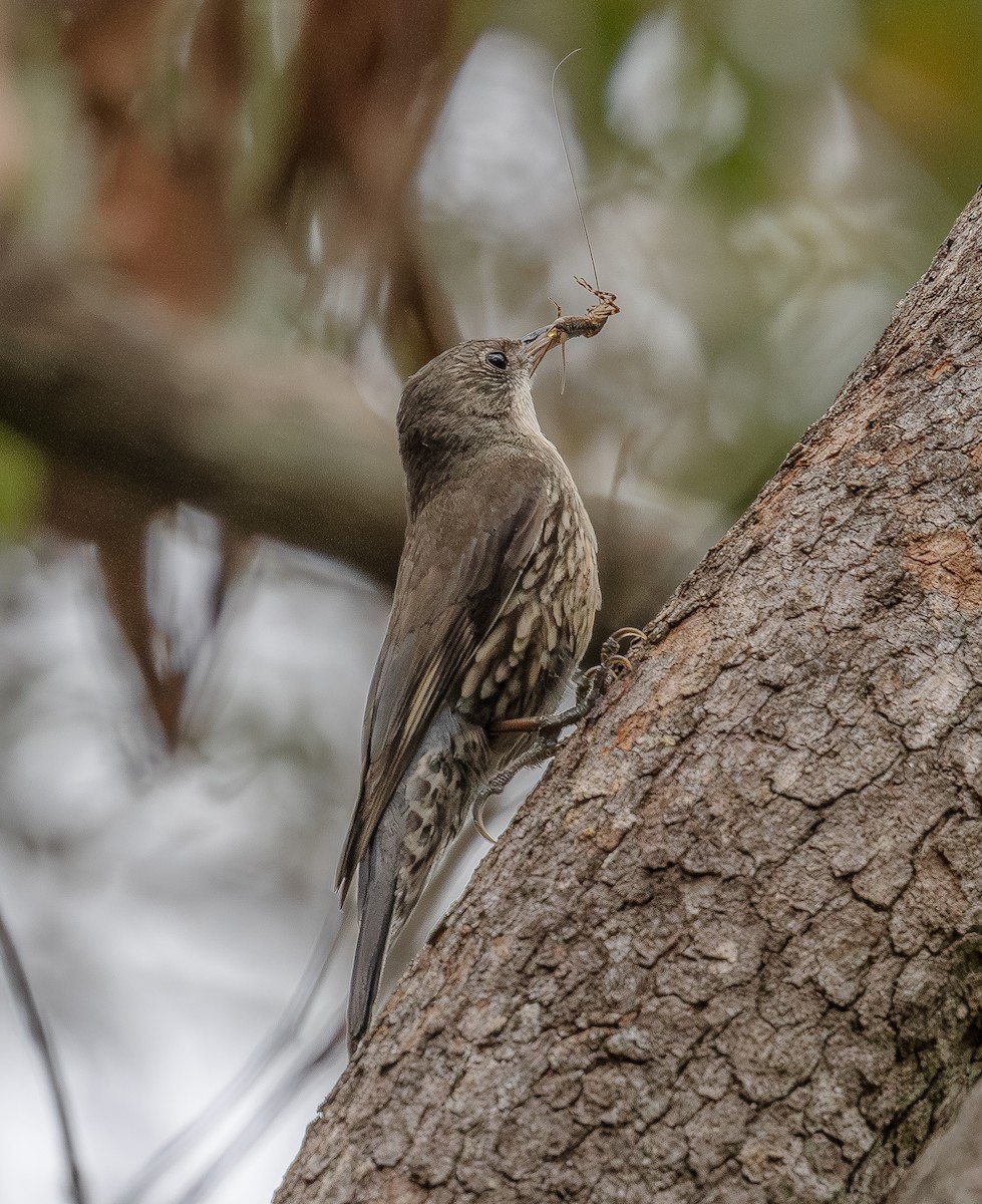 White-throated Treecreeper - ML643347344