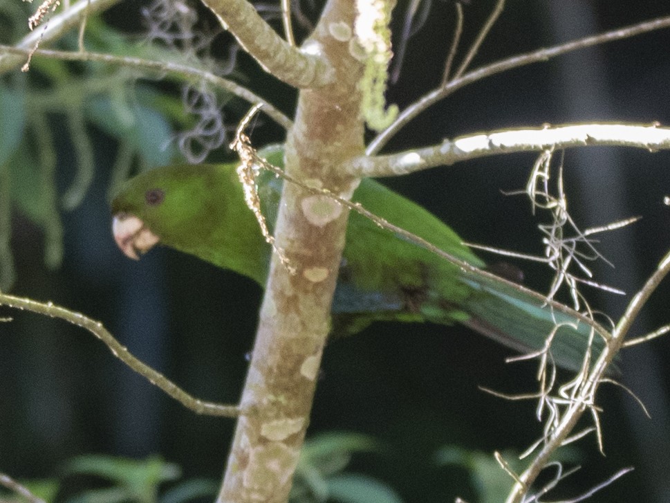 Blue-bellied Parrot - ML643347406